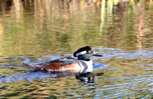 Great wildlife activity happening at HP!